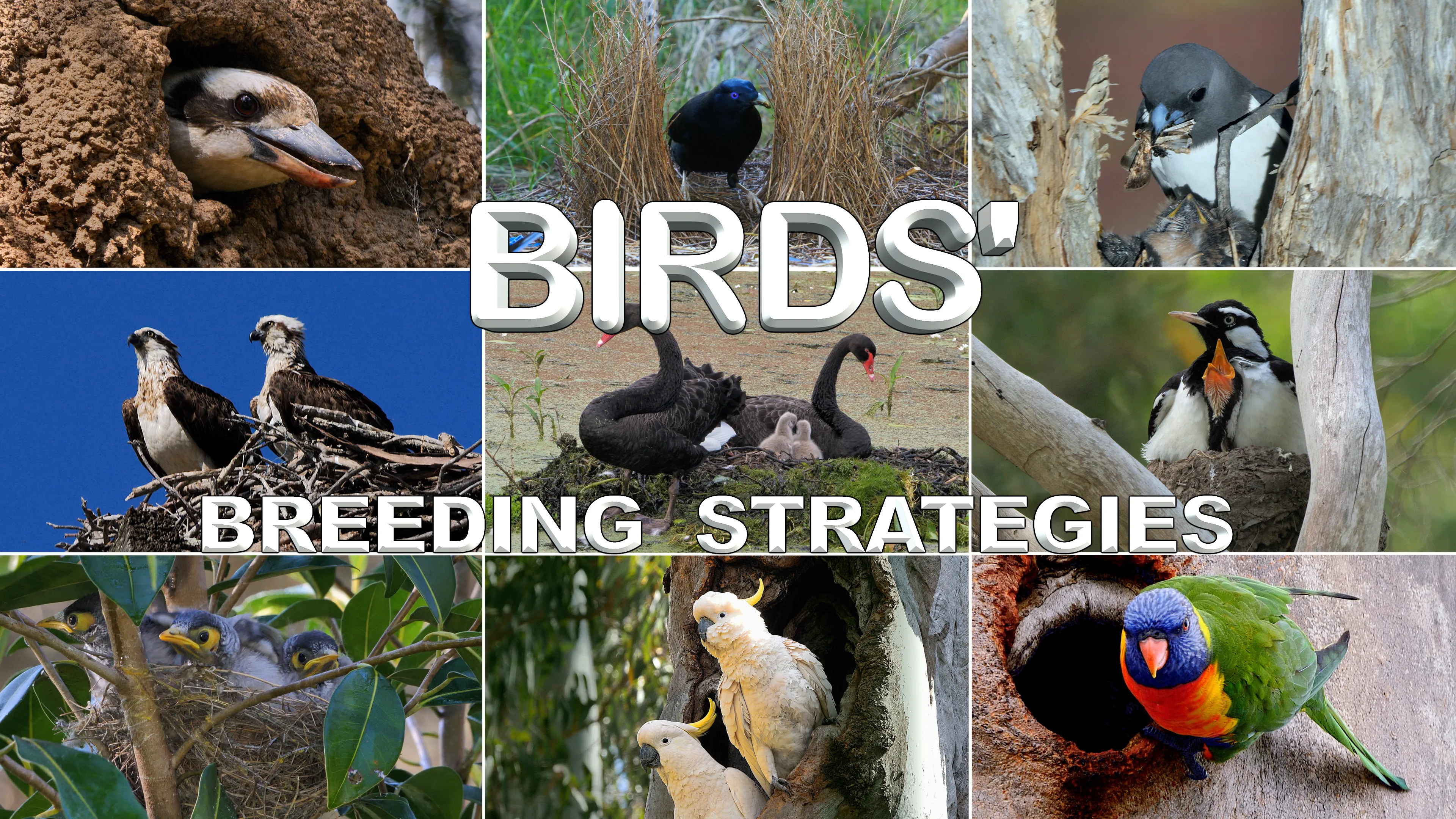 Birds' Breeding Strategies poster